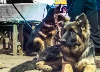 Száznál is több juhászkutya a mórahalmi lovardában