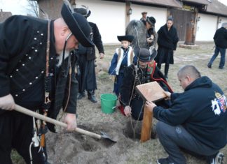 A Rúzsa-fa sarját ültették el Ásotthalmon