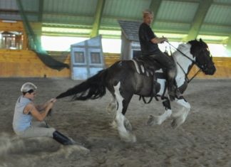 A Nemzeti Lovas Színház ismét tábort szervez Mórahalmon