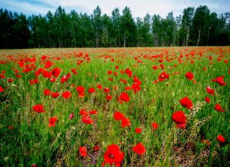 Kiadványban gyűjtik össze Ásotthalom turisztikai értékeit