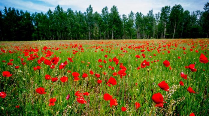 Kiadványban gyűjtik össze Ásotthalom turisztikai értékeit