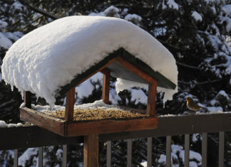 Madáretetésre buzdít az Orchis Természetvédelmi Egyesület