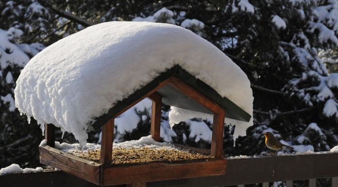 Madáretetésre buzdít az Orchis Természetvédelmi Egyesület