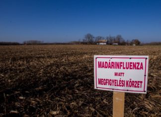 Megszűnnek a madárinfluenzával kapcsolatos tilalmak