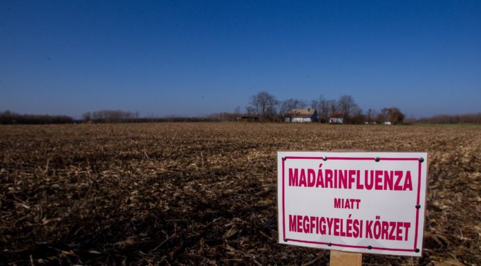Megszűnnek a madárinfluenzával kapcsolatos tilalmak