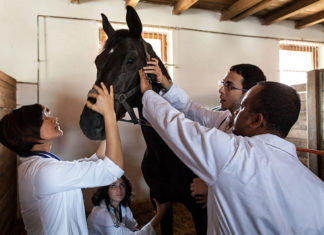 Állatorvosi Konferencia lesz Mórahalmon