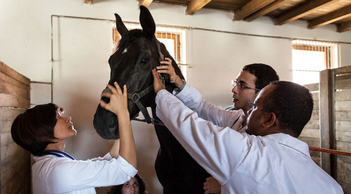 Állatorvosi Konferencia lesz Mórahalmon