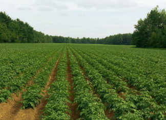 Hamarosan megjelennek az idei Tanyafejlesztési pályázatok