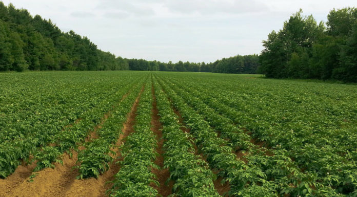 Hamarosan megjelennek az idei Tanyafejlesztési pályázatok