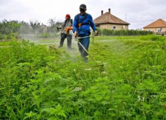 Indul a parlagfűszezon – A földhasználó kötelessége az irtás