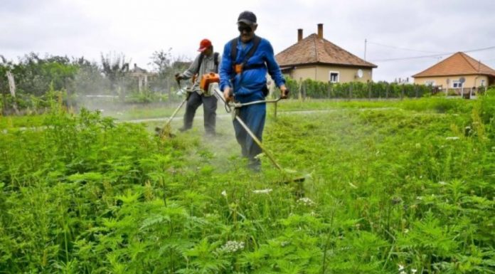 Indul a parlagfűszezon – A földhasználó kötelessége az irtás