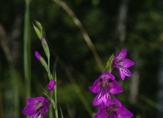 Zákányszék bemutatkozott a Csongrád Megyei Értékek napján