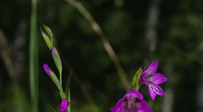 Zákányszék bemutatkozott a Csongrád Megyei Értékek napján