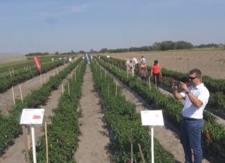 Mórahalmon tanácskoztak a fűszerpaprikáról – VIDEO