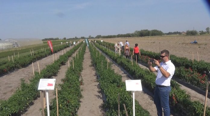Mórahalmon tanácskoztak a fűszerpaprikáról – VIDEO