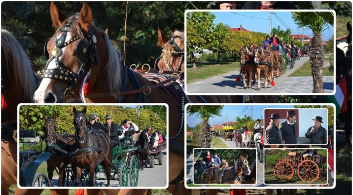 Fogatos felvonulás és szüreti bemutató Domaszéken