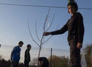 Közösségi faültetés: négy körtefa-csemetével lett gazdagabb Öttömös