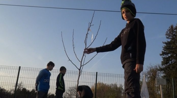 Közösségi faültetés: négy körtefa-csemetével lett gazdagabb Öttömös