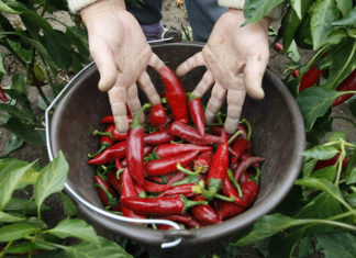 Megválasztották a NAK Csongrád megyei képviselőit