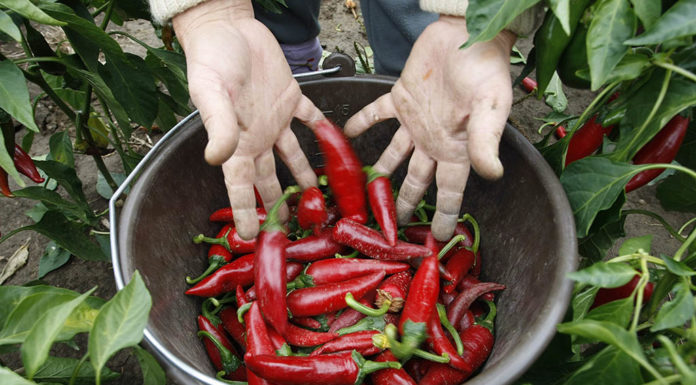 Megválasztották a NAK Csongrád megyei képviselőit
