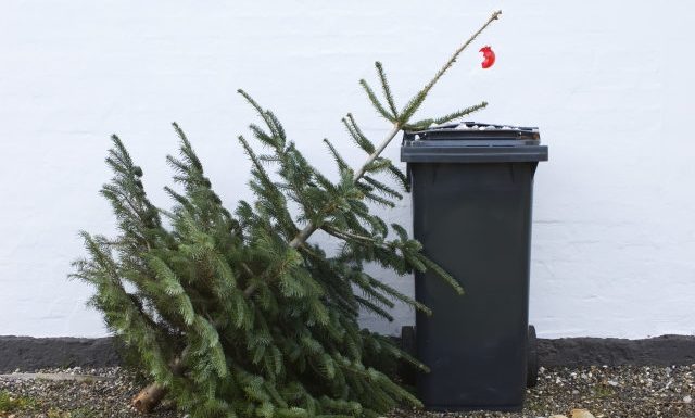 Fenyőfagyűjtést szervez a Móraép Városüzemeltetési Kft. Mórahalmon