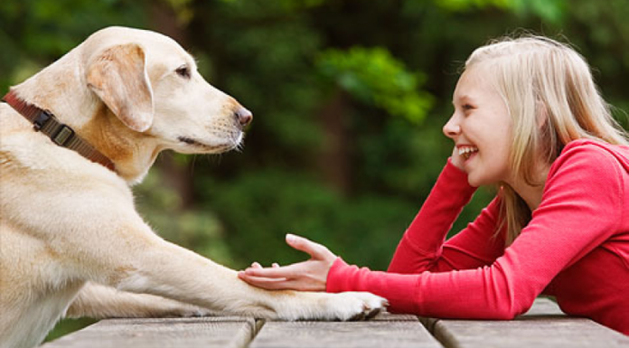 Egy Kutya-Jó Nap Sándorfalván február 24-én!