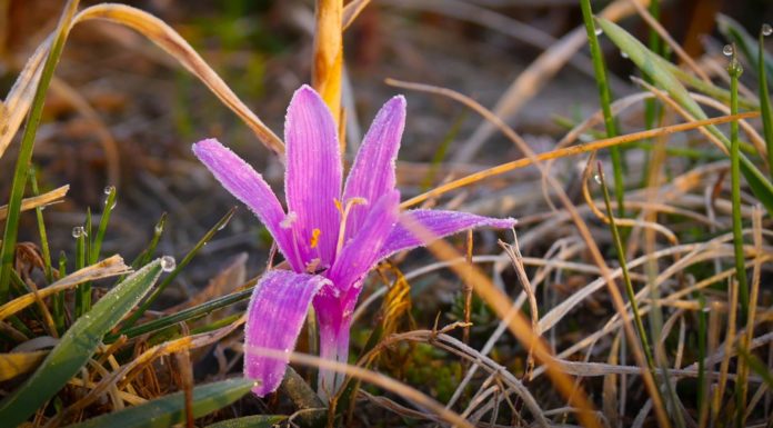 Túrázzon, fürdőzzön és egyen egy lángost a vásárban! – Programok a hosszú hétvégére