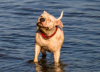 Gazdiképző könyvbemutató a mórahalmi könyvtárban