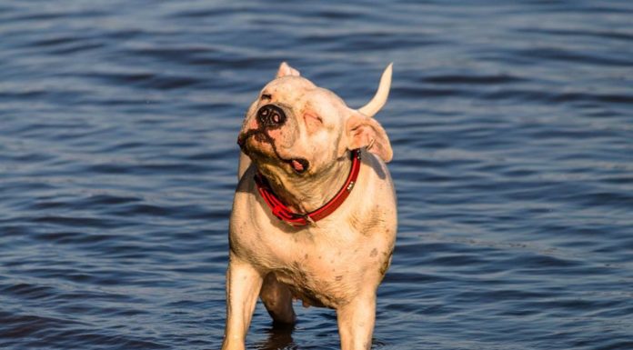 Gazdiképző könyvbemutató a mórahalmi könyvtárban