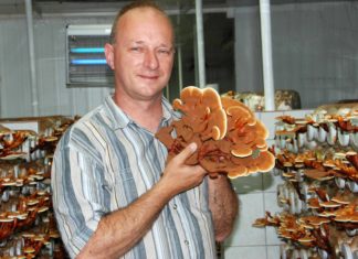 Gyógygombákról tartanak előadást Mórahalmon