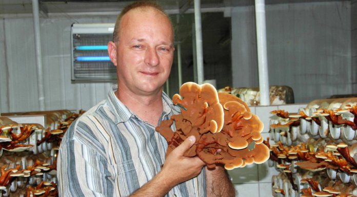 Gyógygombákról tartanak előadást Mórahalmon