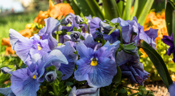 Anyák napi program Zákányszéken