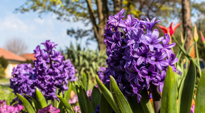 Tájékoztató biológiailag lebomló hulladékgyűjtés rendjéről Mórahalmon