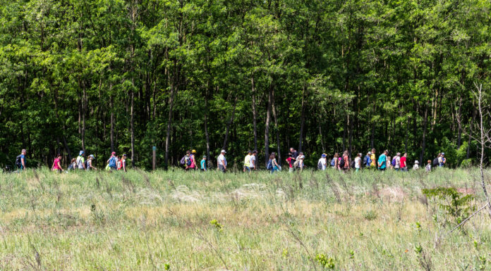 Ringatózó árvalányhaj, pillangók és más csodák – A Csodaréten barangoltunk a Kissorért Egyesülettel (GALÉRIA)