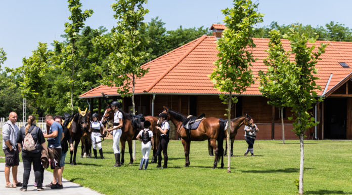 Mórahalmi Lovas Napok – Nyílt nap és regionális versenyek a Futó-Dobó Lovasközpontban