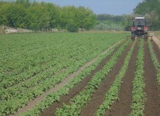 Újabb 1,2 milliárd forint jut idén tanyafejlesztésre