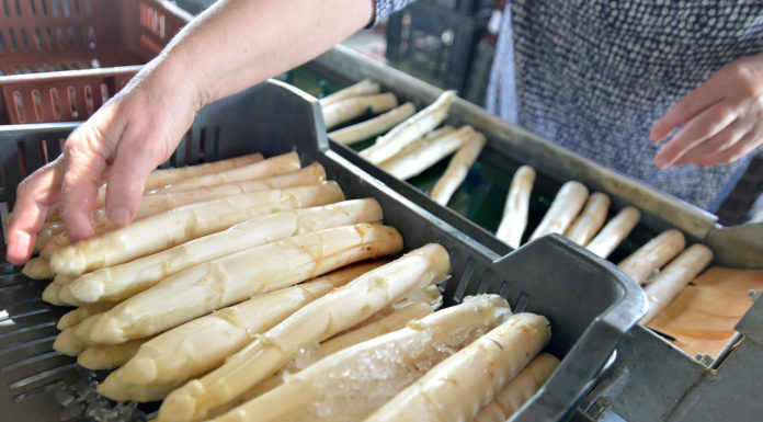 Ritkán kerül a magyar asztalokra, inkább exportálják: a bécsi nagybanira viszik az öttömösi spárgát