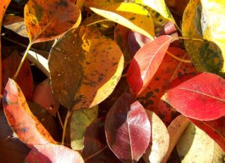 Avar- és kerti hulladék égetésének szabályai Üllésen