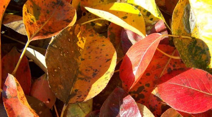 Avar- és kerti hulladék égetésének szabályai Üllésen