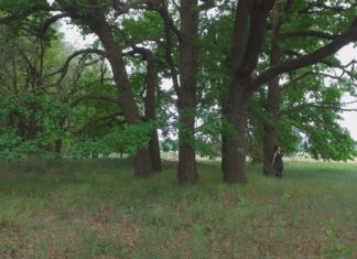 Két megölt honvédtiszt máig élő története az 1800-as évekből – A ruzsai „Hót fák” eredetéről