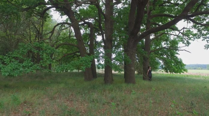 Két megölt honvédtiszt máig élő története az 1800-as évekből – A ruzsai „Hót fák” eredetéről