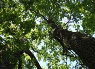 Csodatévő hét tölgyfa? – Ásotthalmon barangoltunk (VIDEO)