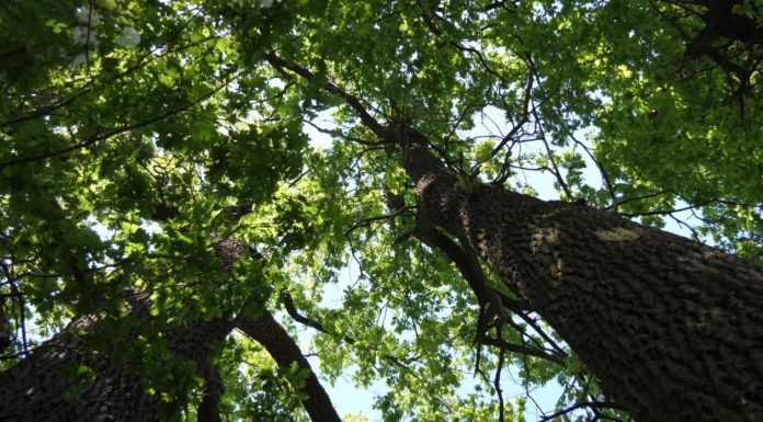 Csodatévő hét tölgyfa? – Ásotthalmon barangoltunk (VIDEO)