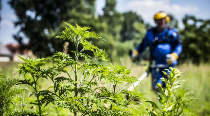Elindult a parlagfű ellenőrzés a Mórahalmi járásban