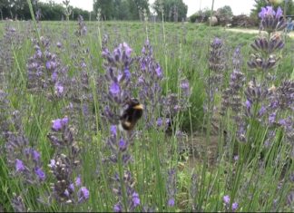 Frissítve videóval! – Másfél hektáron folyik a levendulaszüret Ruzsán – Helyi vállalkozó készít a növényből olajat és értékes párlatot