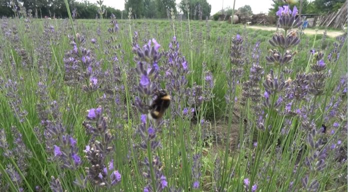 Frissítve videóval! – Másfél hektáron folyik a levendulaszüret Ruzsán – Helyi vállalkozó készít a növényből olajat és értékes párlatot