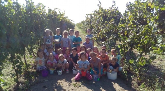 Szüreti hagyományokkal ismerkedtek mórahalmi óvodások