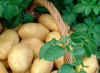 A gyomirtásról lesz szó a következő gazdaköri összejövetelen Zákányszéken