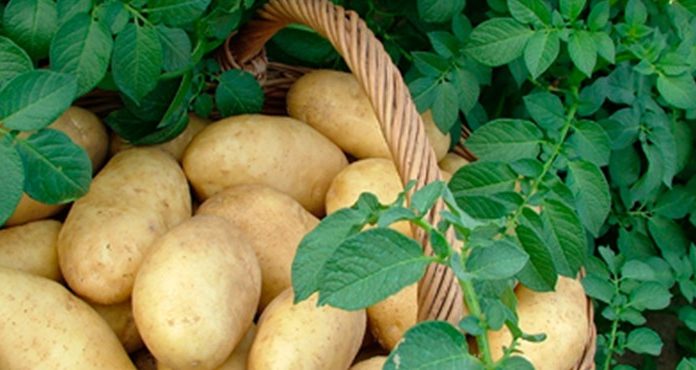 A gyomirtásról lesz szó a következő gazdaköri összejövetelen Zákányszéken