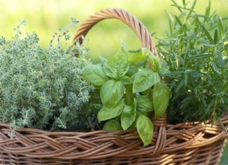 Isten kincsestára – Élőkertekről tartanak előadást Mórahalmon